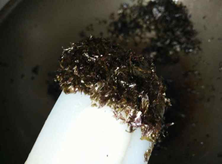 紫菜虾皮干步骤5