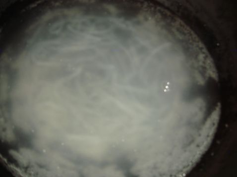 水晶桂花羊羹步骤7