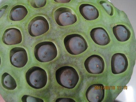 红豆银耳莲子羹步骤1