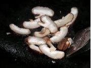 豆腐花菇肉丝羹步骤5