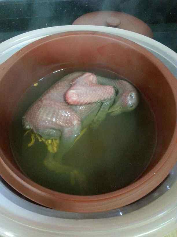 虫草花炖鸽子步骤4
