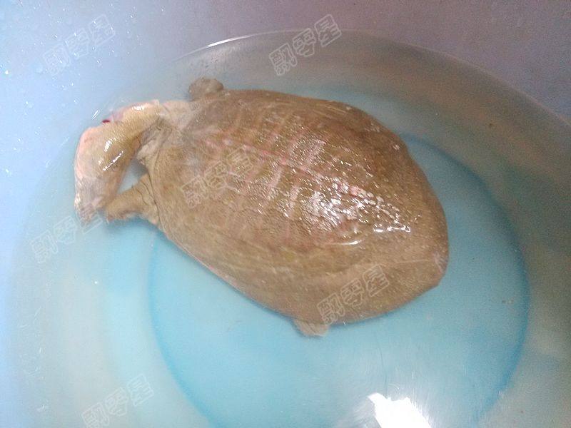清炖甲鱼汤步骤1