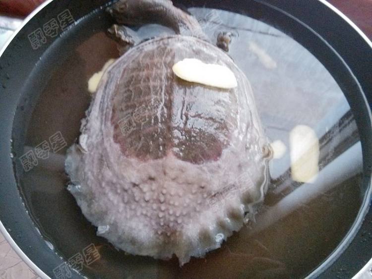 清炖甲鱼汤步骤5