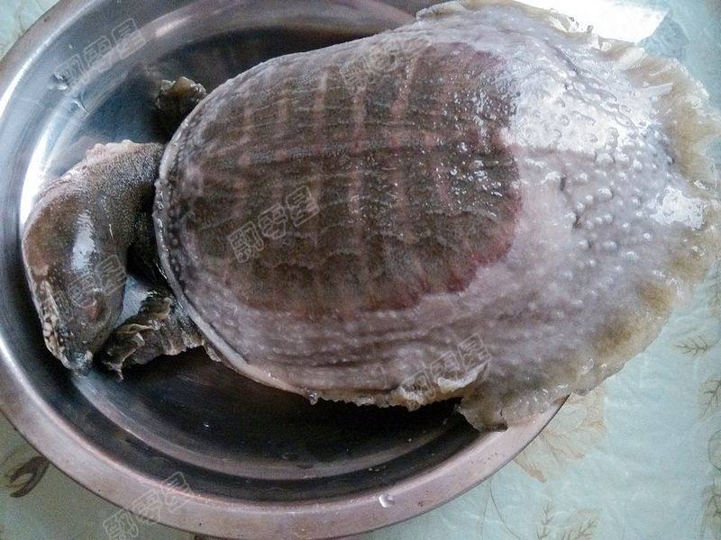 清炖甲鱼汤步骤4
