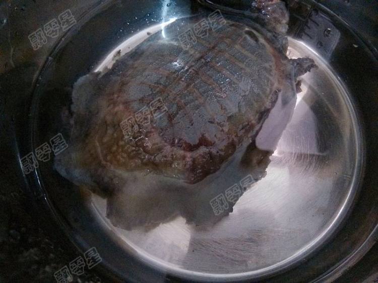 清炖甲鱼汤步骤9