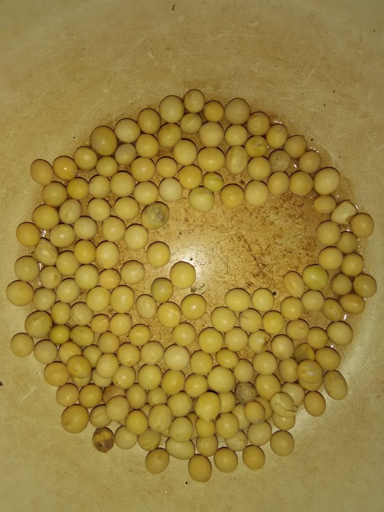 红枣糯米豆浆步骤1