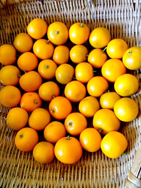 金桔鲜花饮步骤1