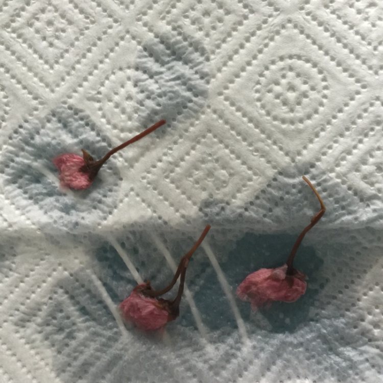樱花冰粉粉步骤6