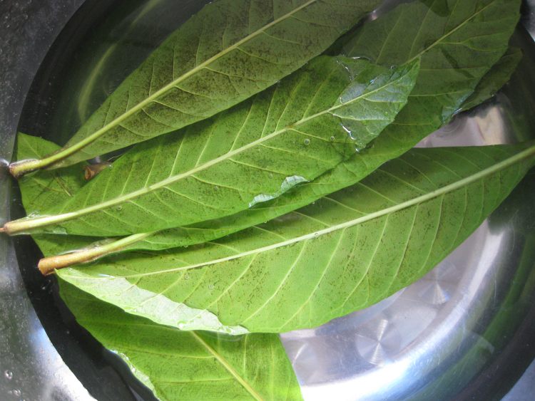 枇杷叶冰糖水步骤3