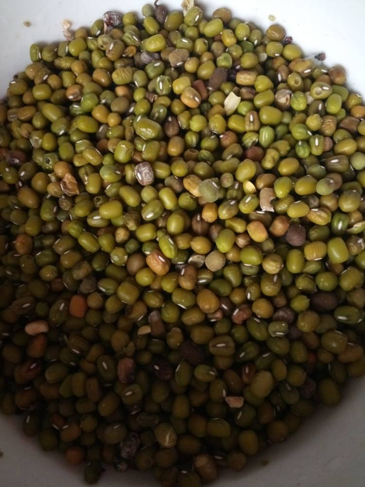赤小豆薏米汤步骤3