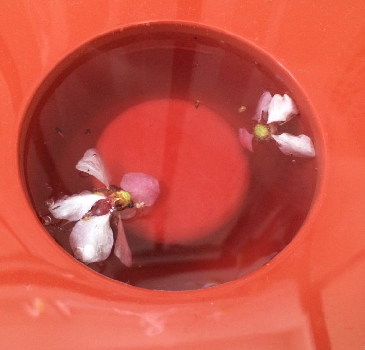 桃花果冻杯步骤6