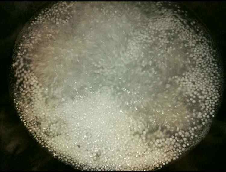 椰香芒果西米露步骤2
