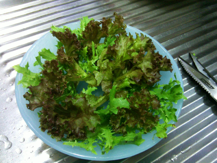 荔枝虾仁沙拉步骤3