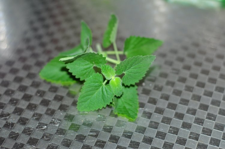 摩洛哥薄荷甜茶步骤1