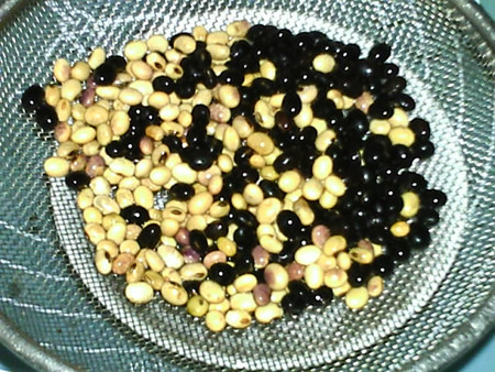 山药黑黄豆浆步骤2