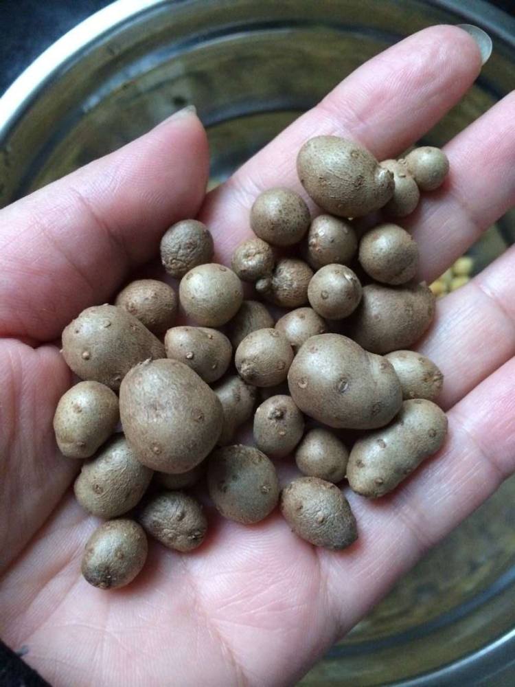 黄豆山药豆豆浆步骤2