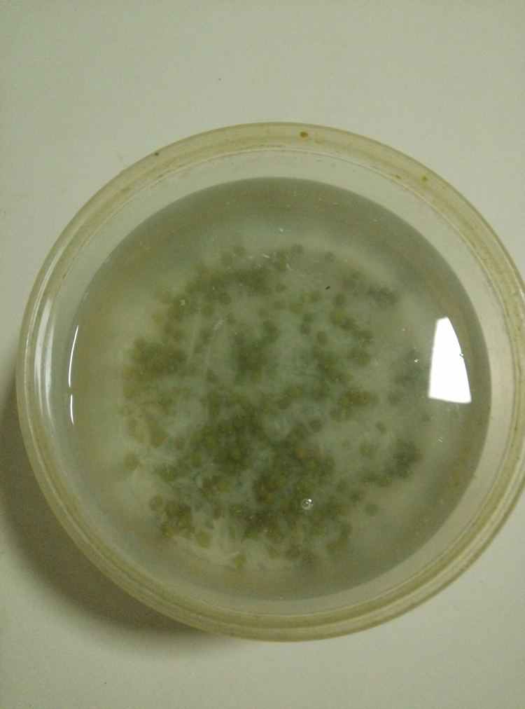 绿豆米糊步骤1
