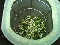青豆薏米浆步骤6