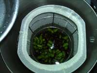 青红豆浆步骤7