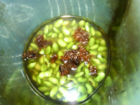 玫瑰青豆浆步骤5