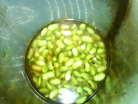 玫瑰青豆浆步骤4