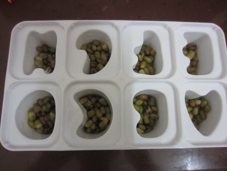 绿豆牛奶冰棍步骤8
