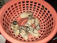 香蒜烤生蚝步骤1