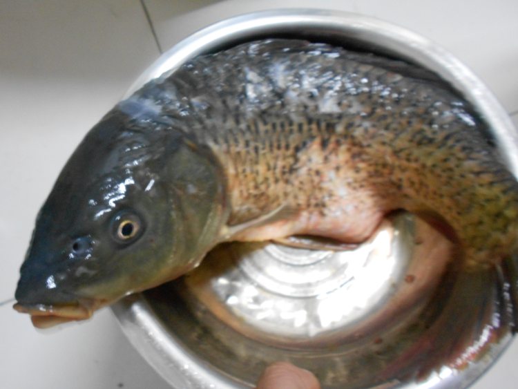 鲤鱼火锅步骤1