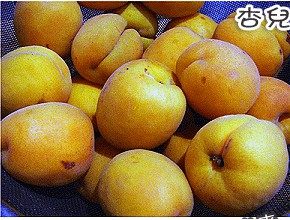 杏儿果酱步骤1