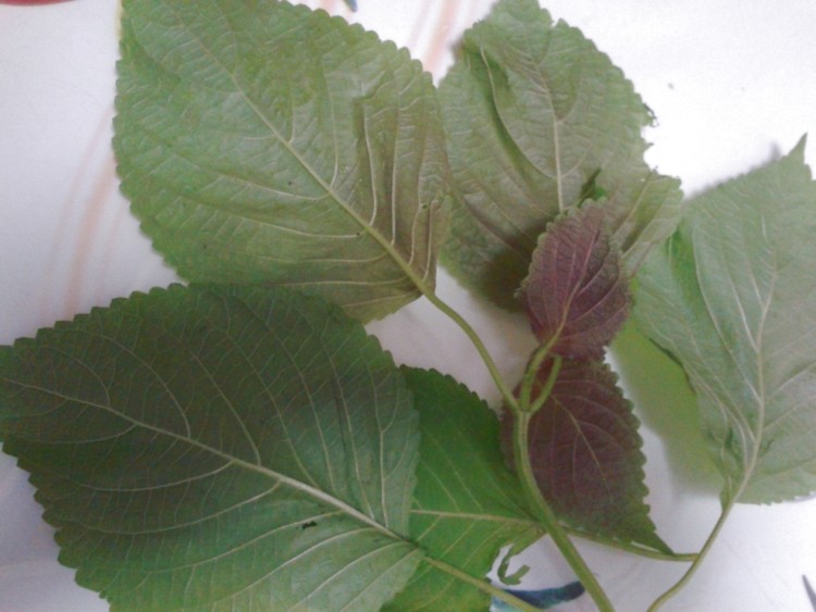 【手工美食】紫苏豆豉步骤2