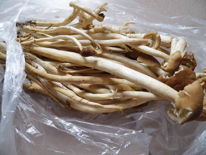 干煸茶树菇步骤1