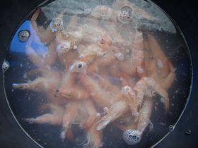 干锅鲜虾土豆步骤3