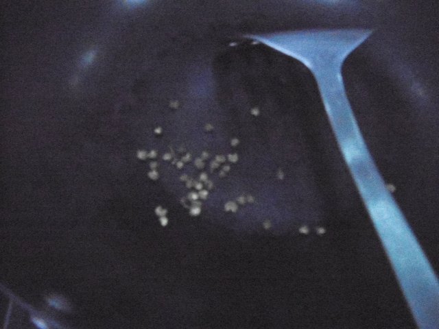 麻辣花菜步骤5