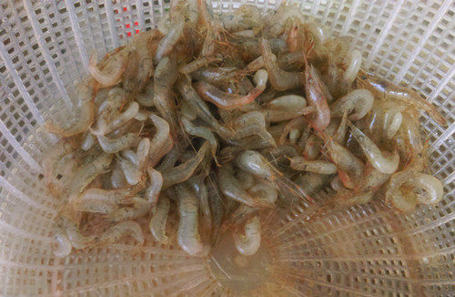香辣韭菜炒虾米步骤1