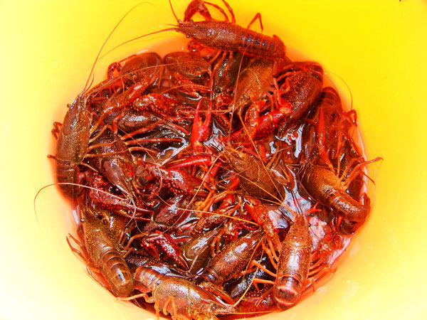 口味小龙虾步骤1