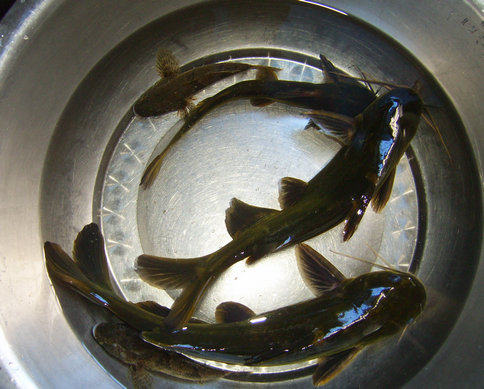 汪刺鱼豆腐汤步骤1