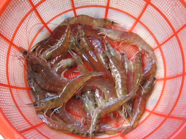 烧对虾步骤1