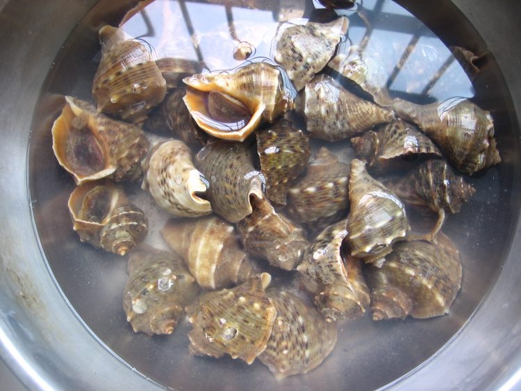 红烧海螺步骤1