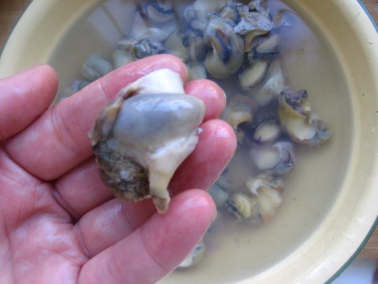 红烧海螺步骤5