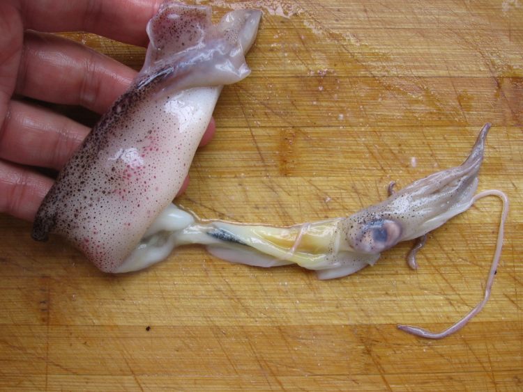 笔管鱼炖豆腐步骤4