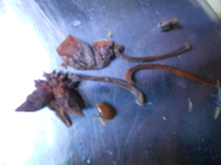 炖豆腐步骤4