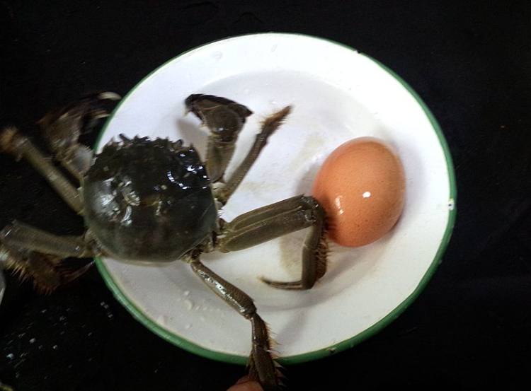 蟹肉蒸蛋步骤1