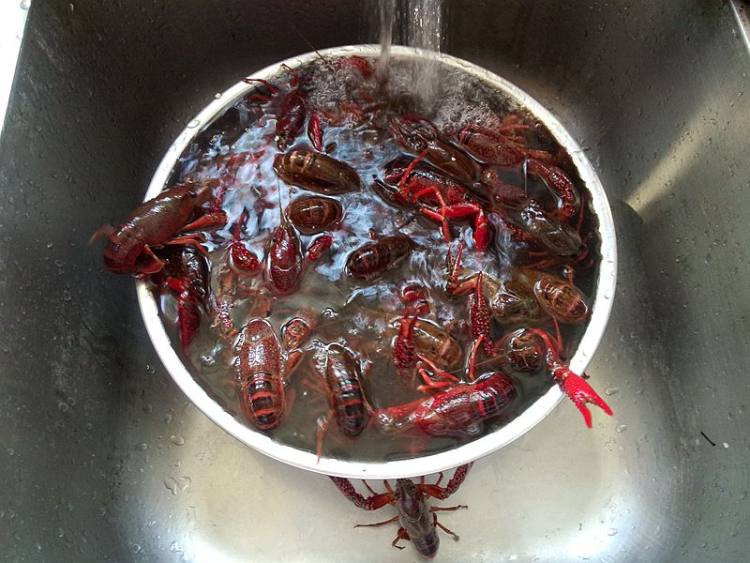 启东摊面饼步骤8