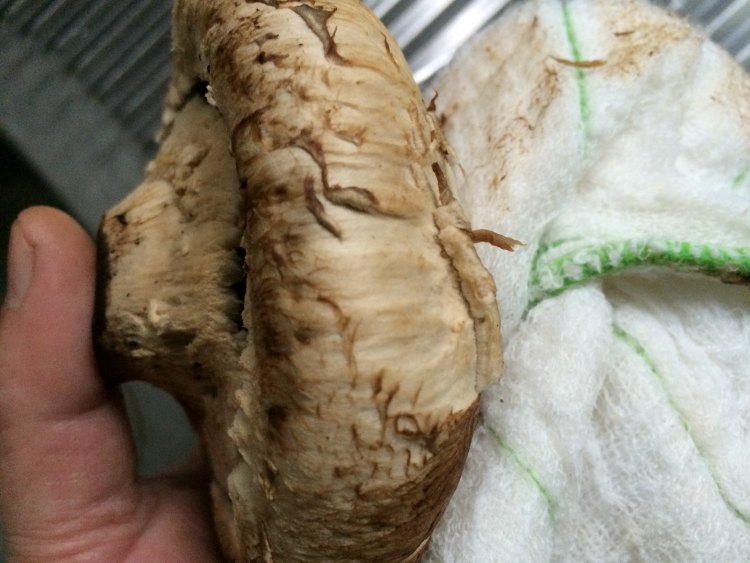芝士焗珍宝菇配谷饲肉步骤3