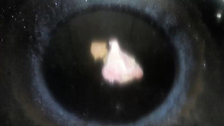 香辣灯影猪肉丝步骤1