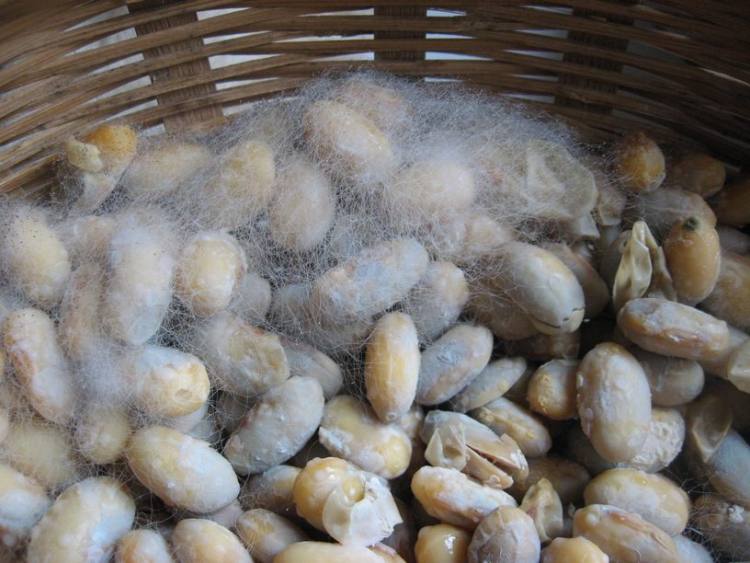 霉豆豉步骤8