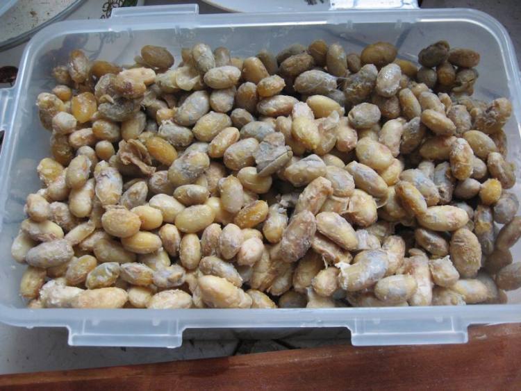 霉豆豉步骤9