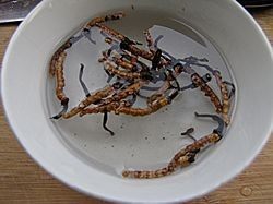 虫草枸杞猪心汤步骤2