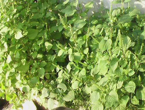 紫苏茶步骤1