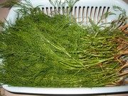 茴香饼步骤1